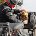T525 - GIVI BORSA PER IL TRASPORTO ANIMALI - immagine 8